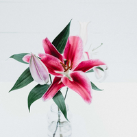 Blog Flower